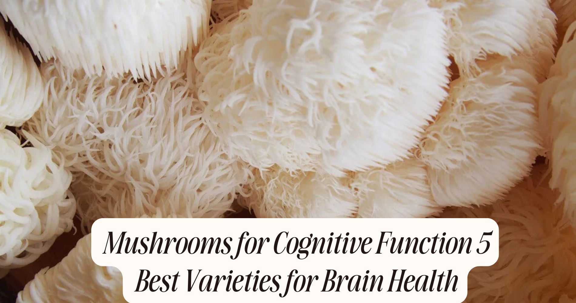 mushrooms for cognitive function