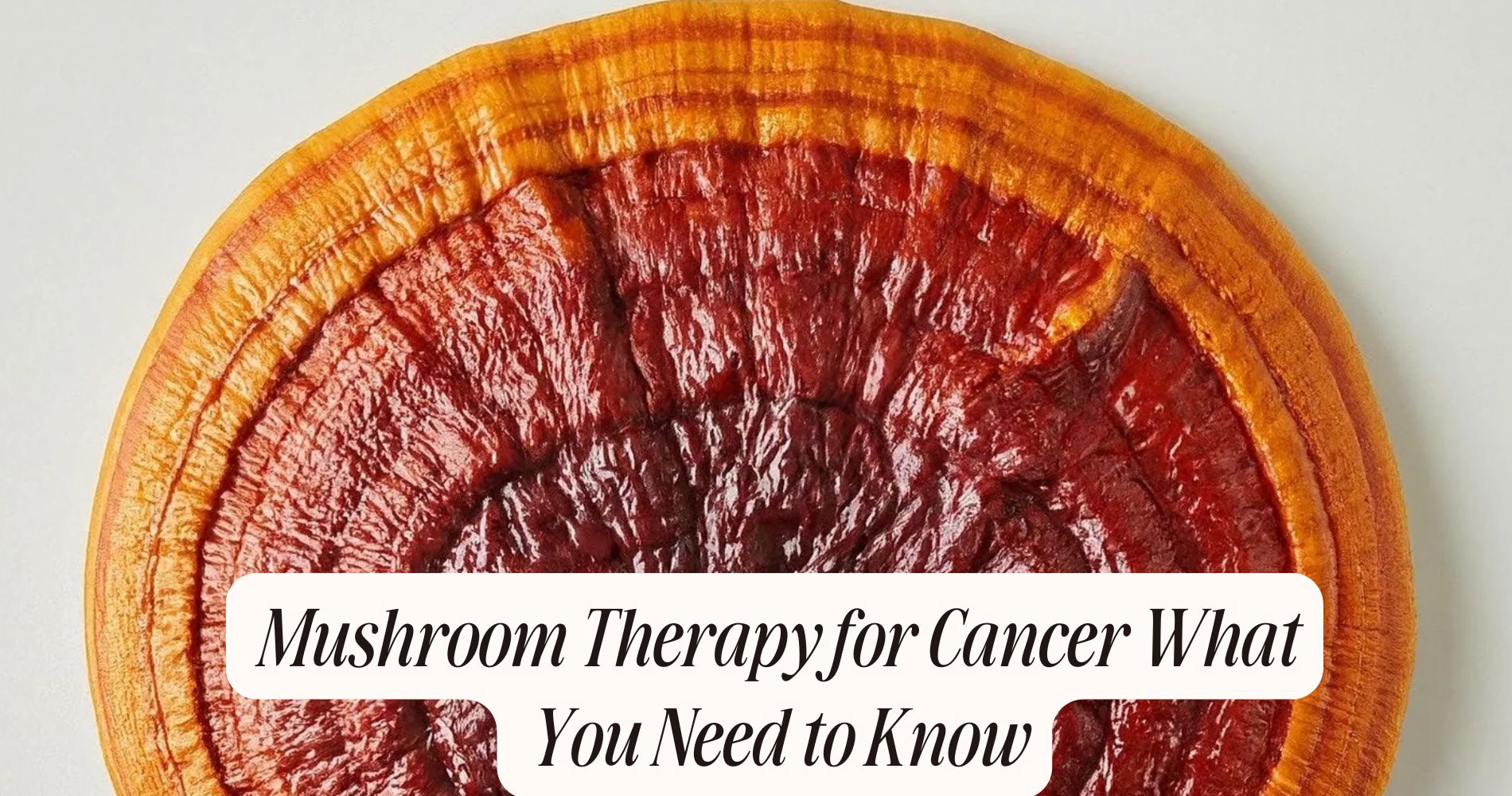 Mushroom Therapy for Cancer What You Need to Know