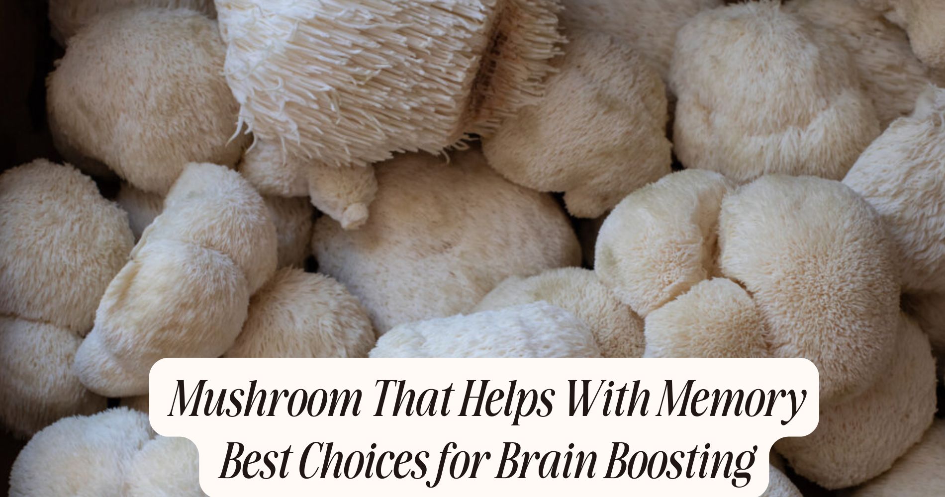 mushroom that helps with memory