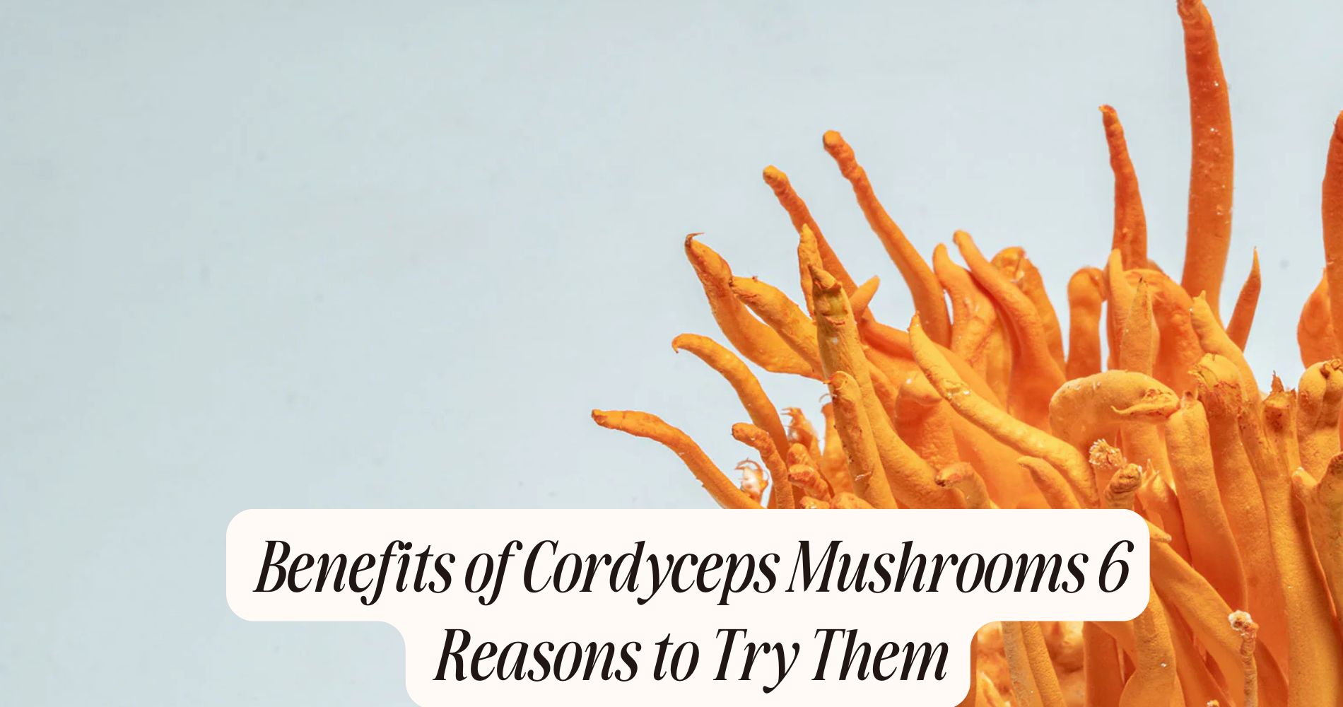 Benefits of Cordyceps Mushrooms 6 Reasons to Try Them