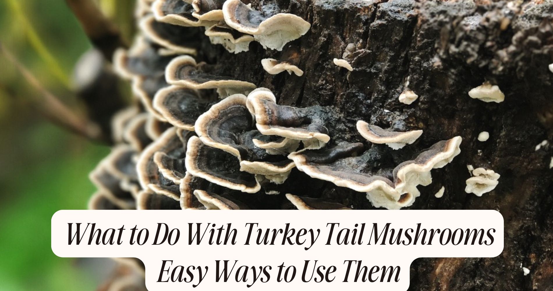 what to do with turkey tail mushrooms
