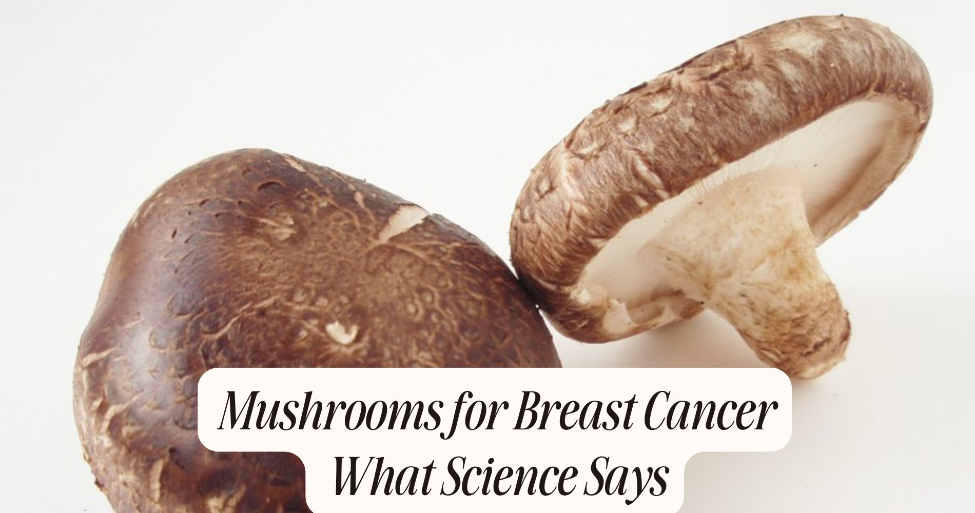 mushrooms for breast cancer