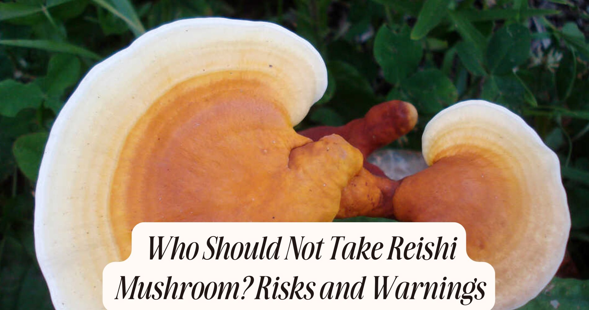 who should not take reishi mushroom