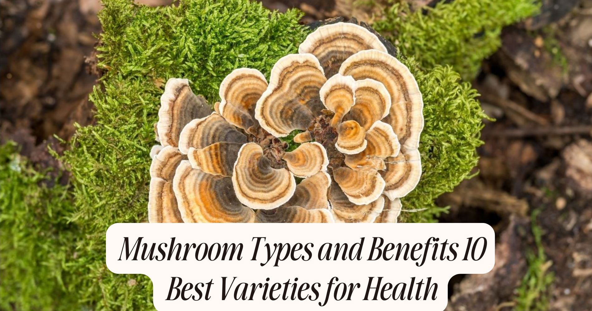 mushroom types and benefits