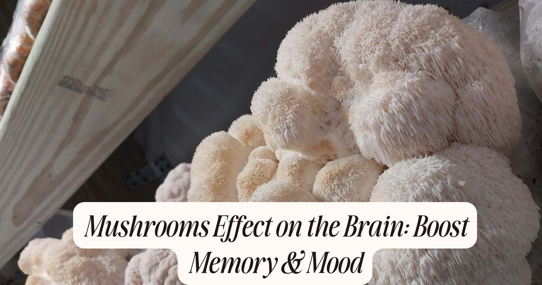 mushrooms effect on the brain