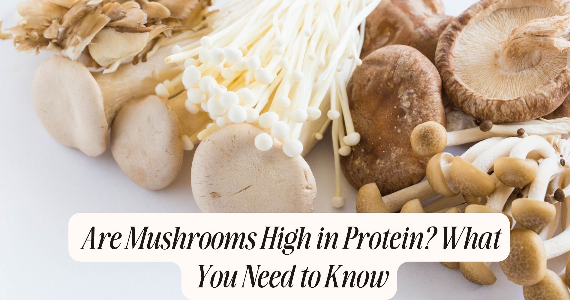 are mushrooms high in protein