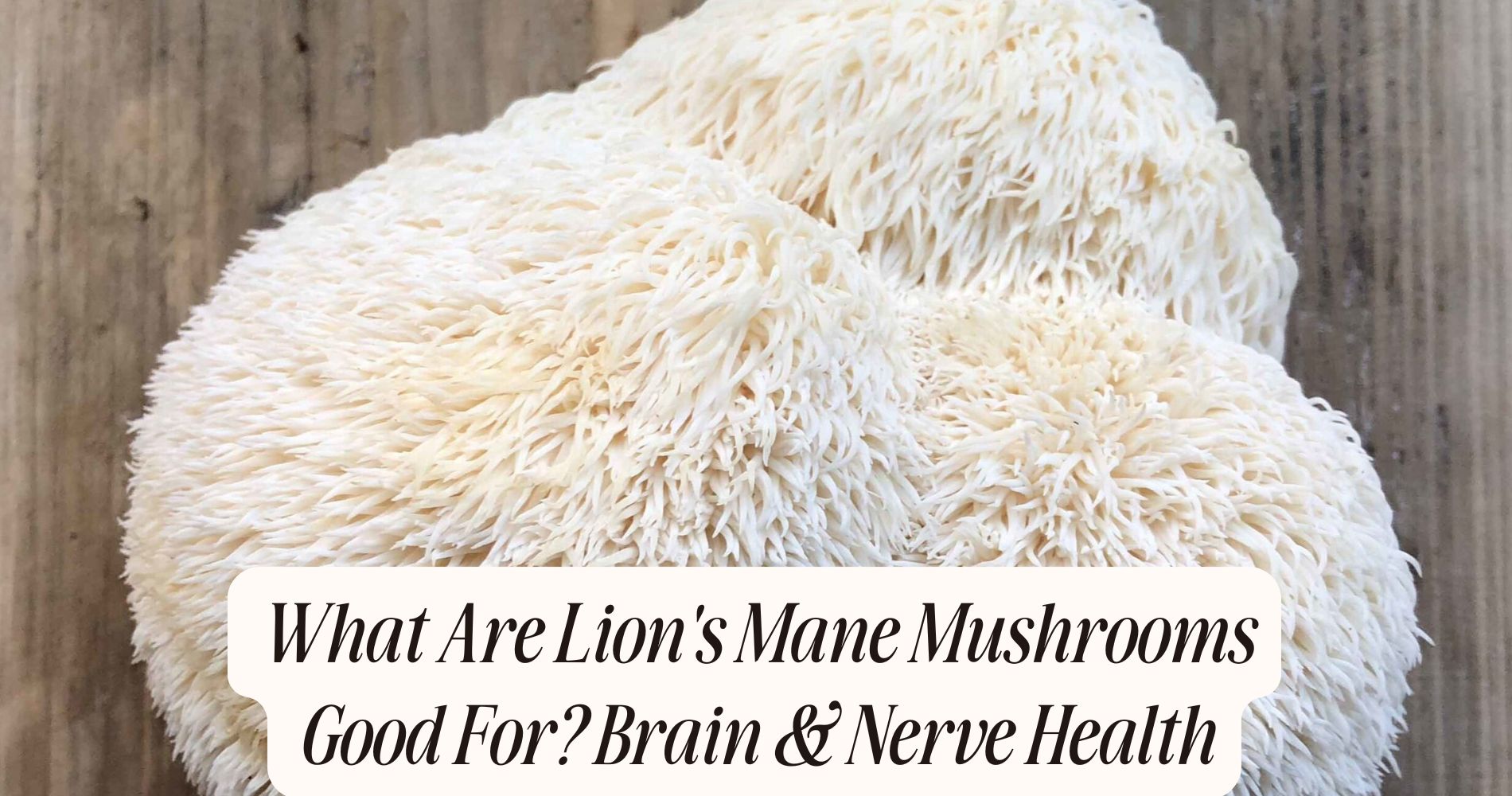 what are lion's mane mushrooms good for