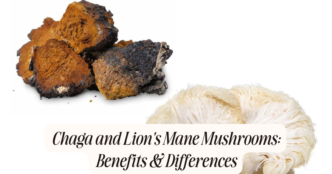 chaga and lion's mane mushrooms