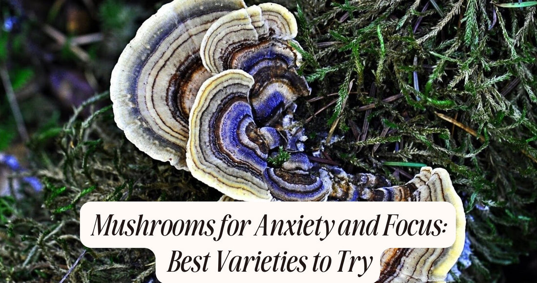 mushrooms for anxiety and focus