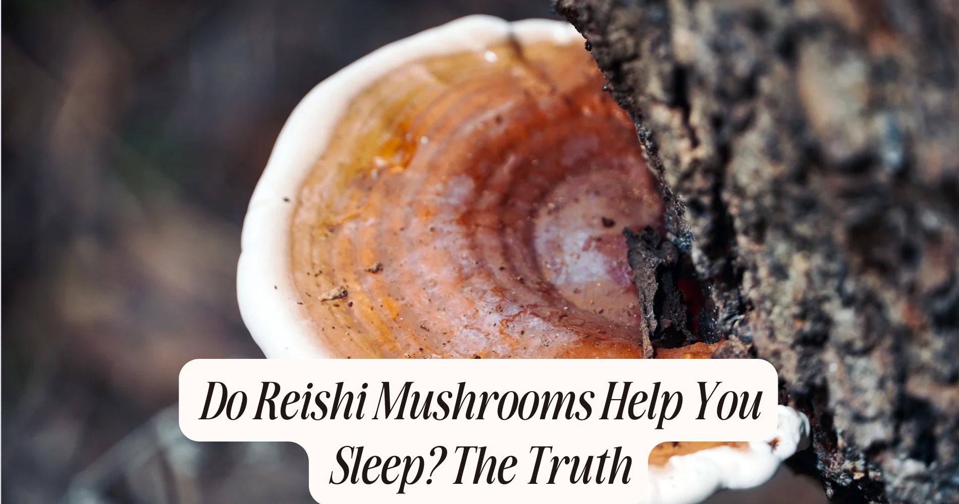 do reishi mushrooms help you sleep