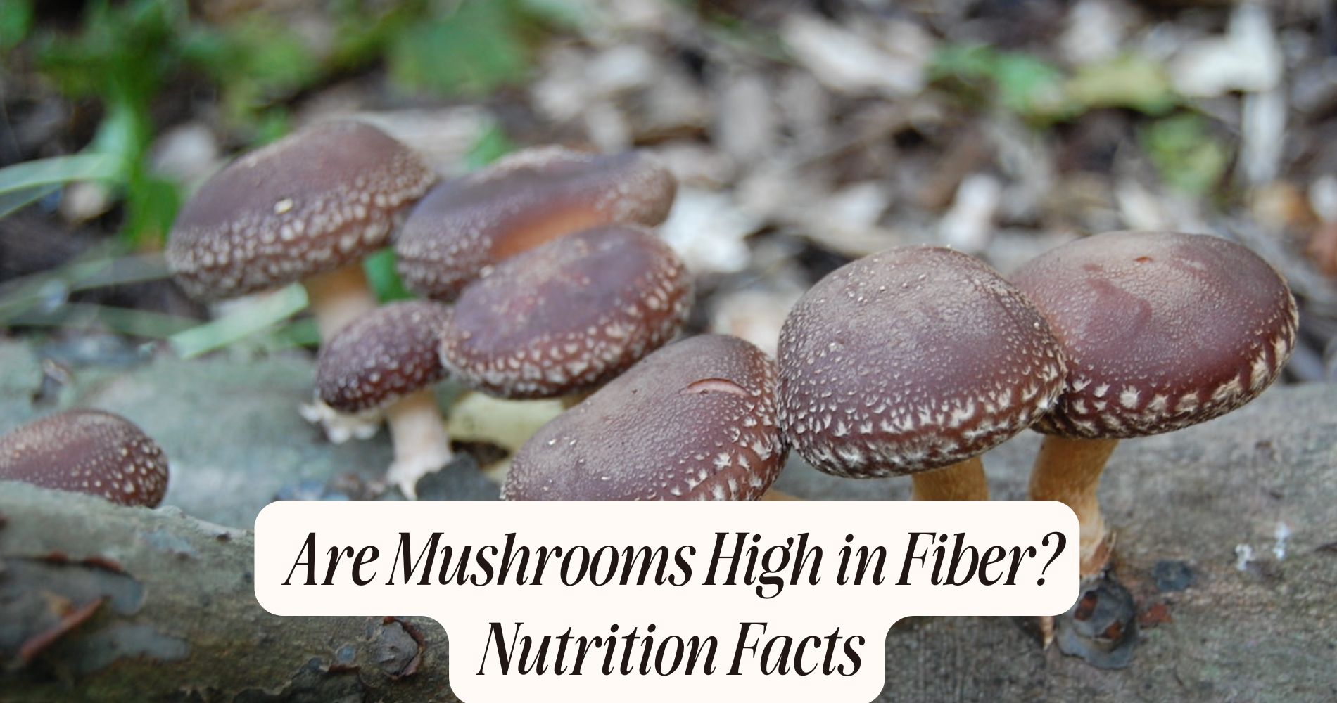 are mushrooms high in fiber
