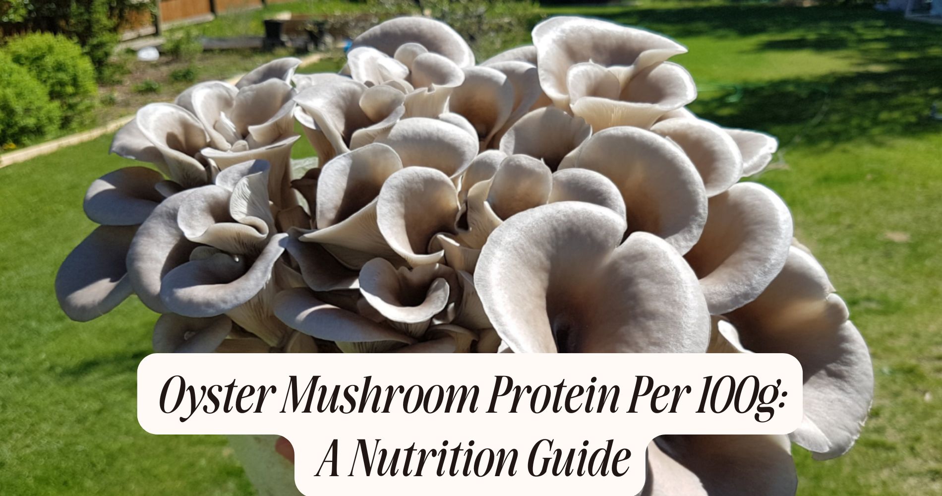oyster mushroom protein per 100g