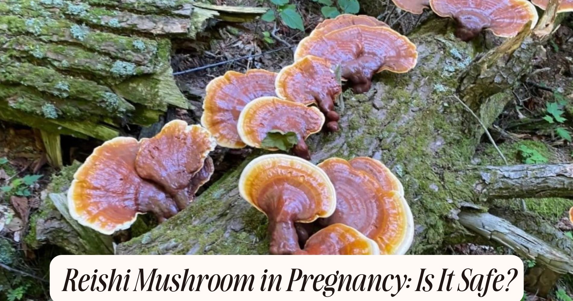 reishi mushroom in pregnancy