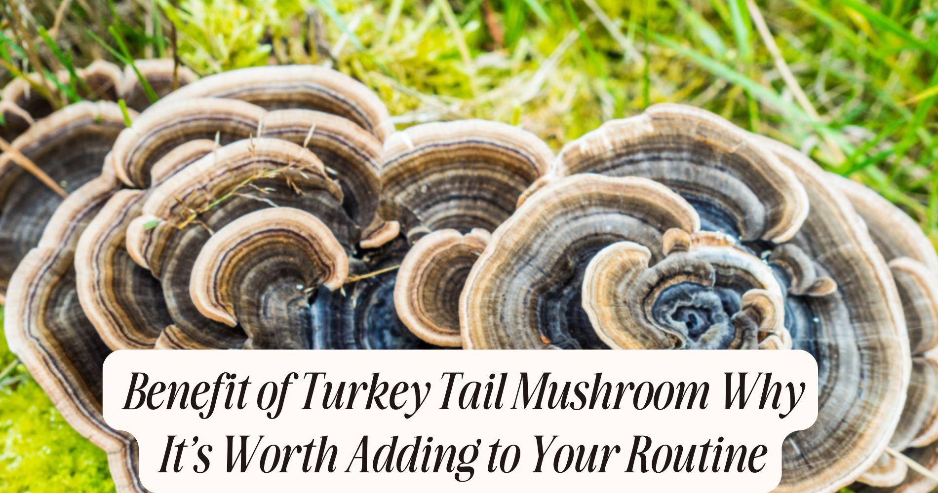 benefit of turkey tail mushroom