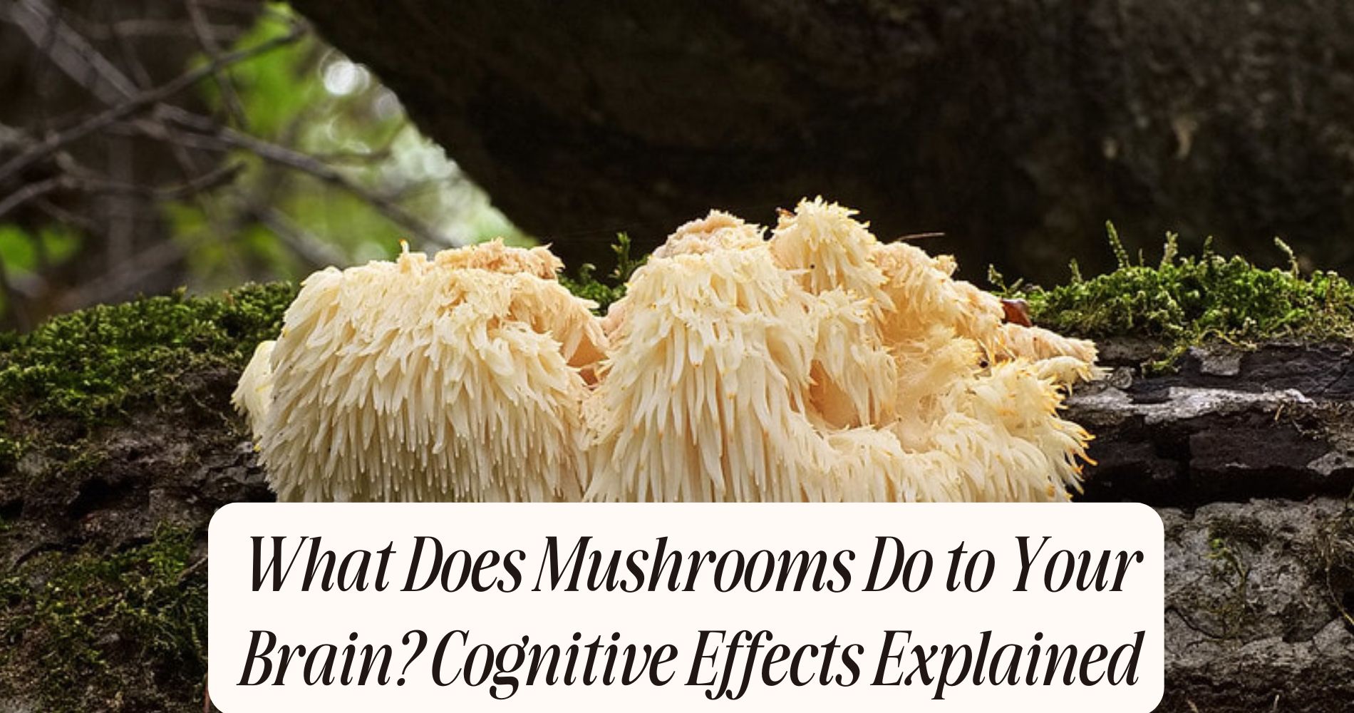 what does mushrooms do to your brain