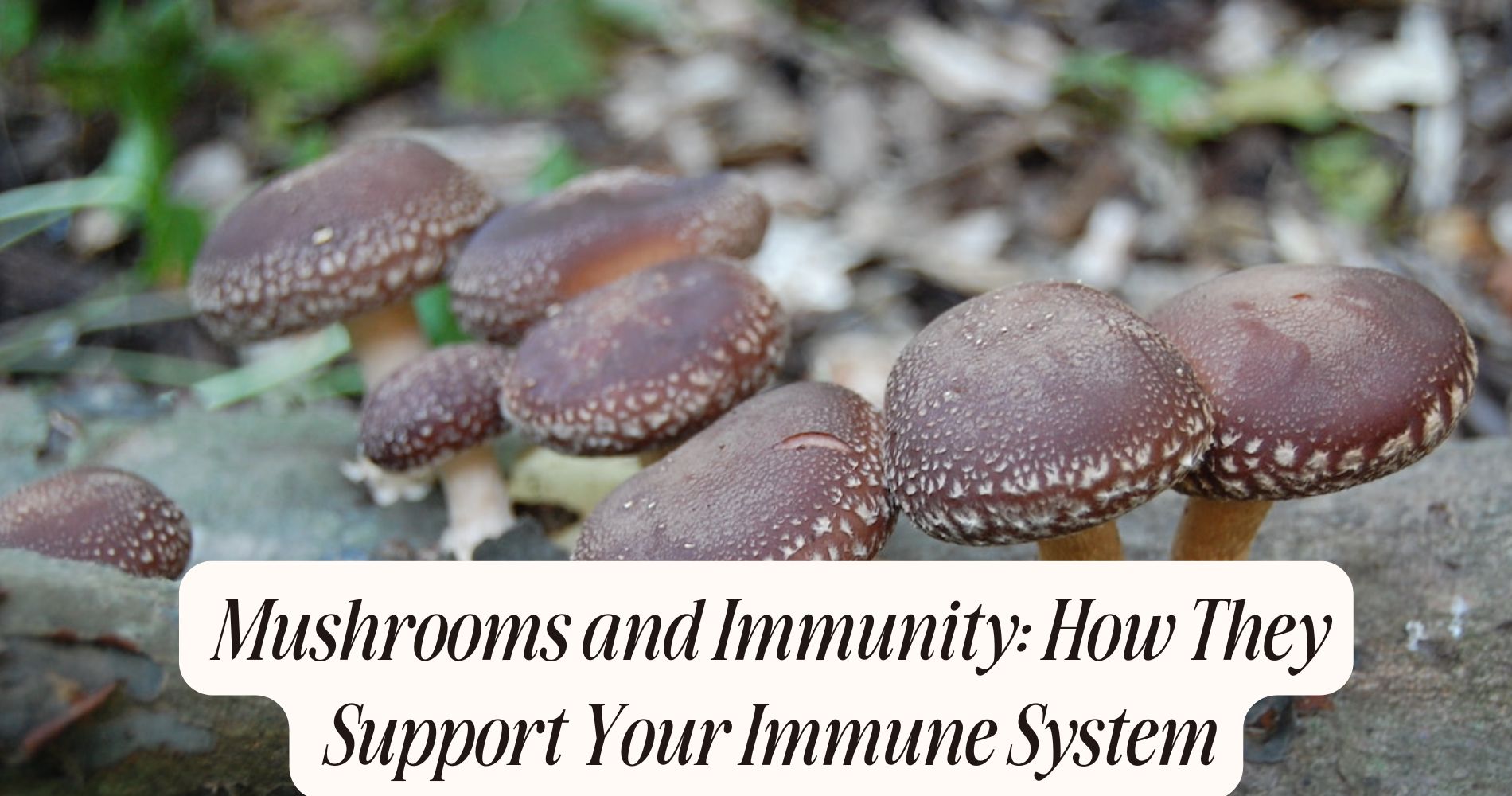 mushrooms and immunity