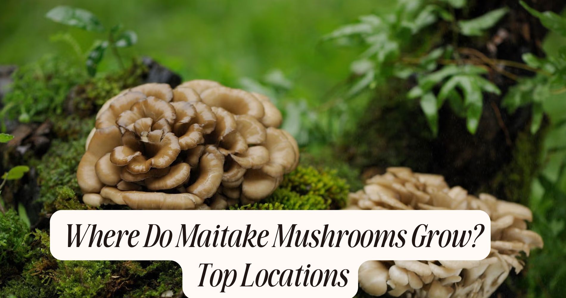where do maitake mushrooms grow