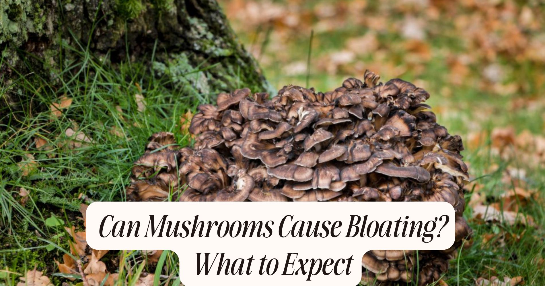 can mushrooms cause bloating