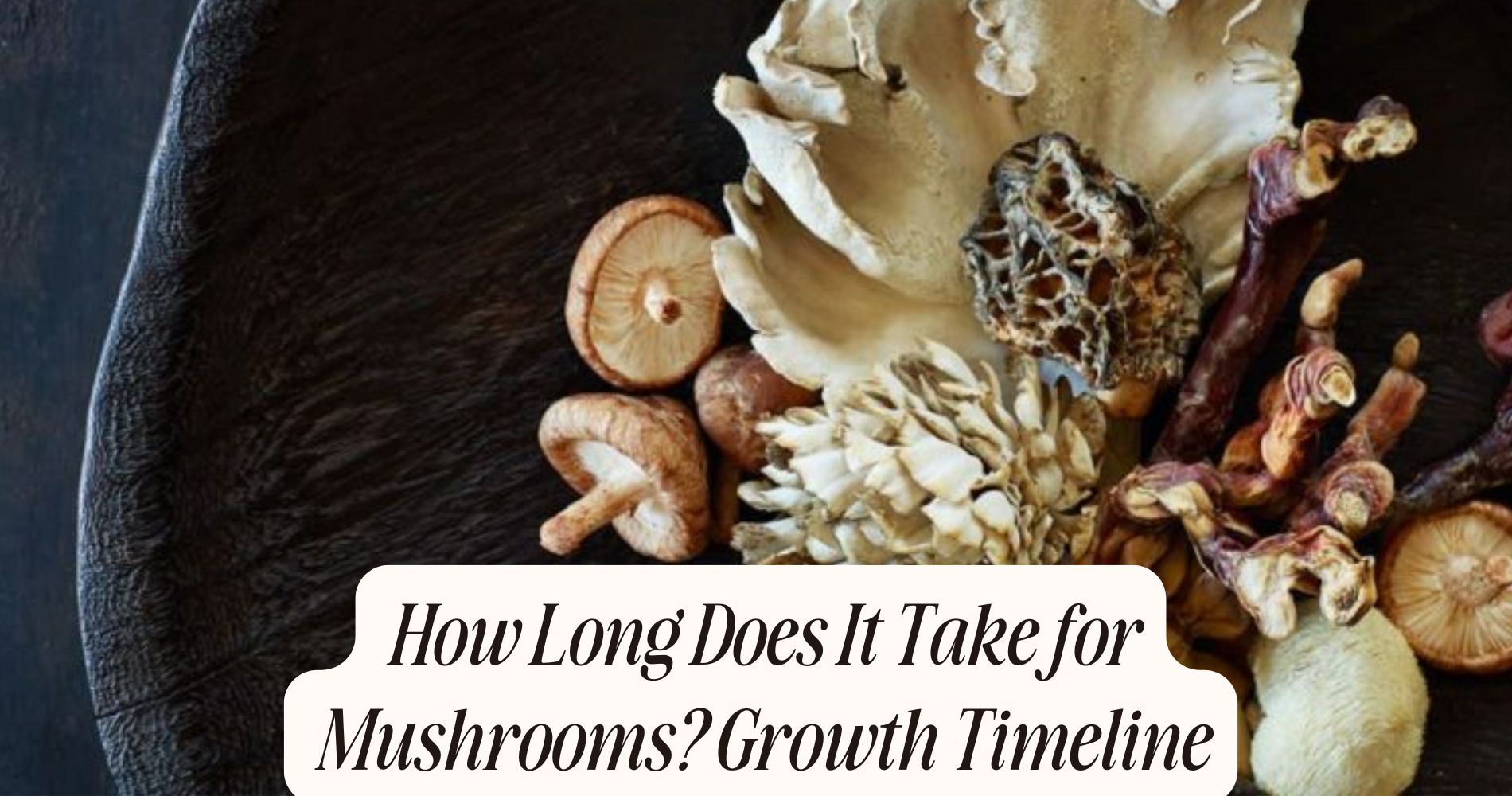 how long does it take for mushrooms