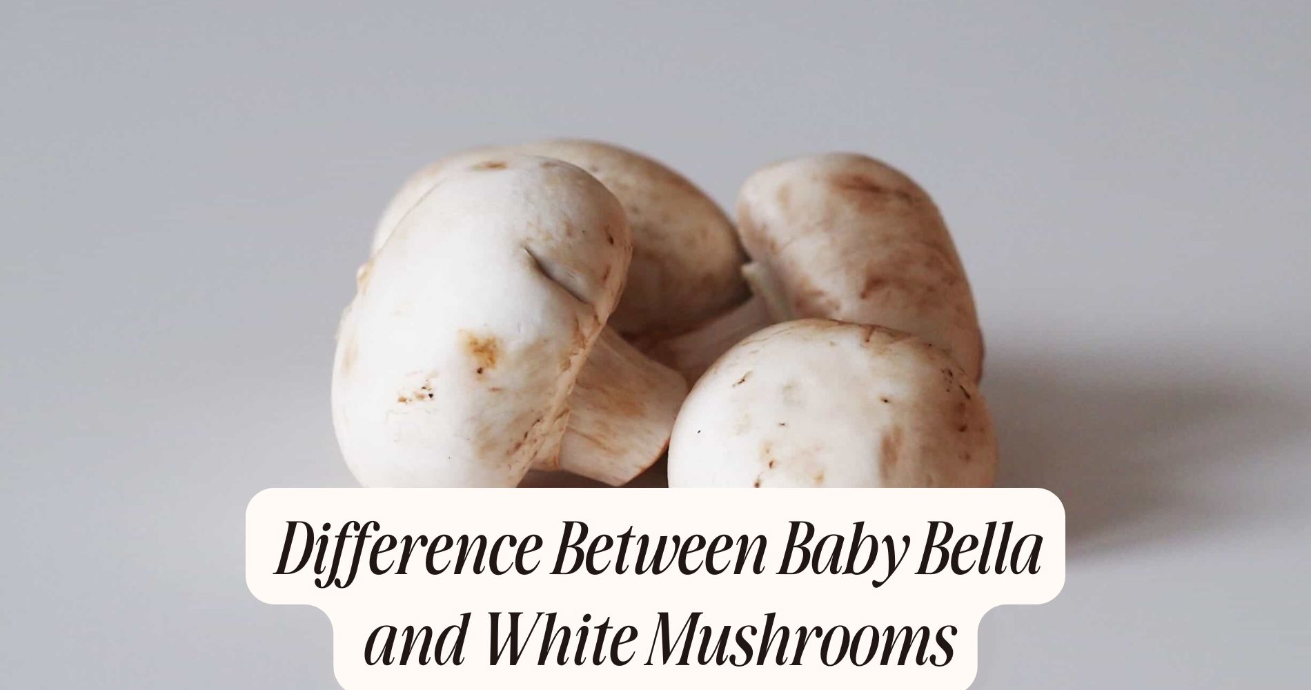 difference between baby bella and white mushrooms