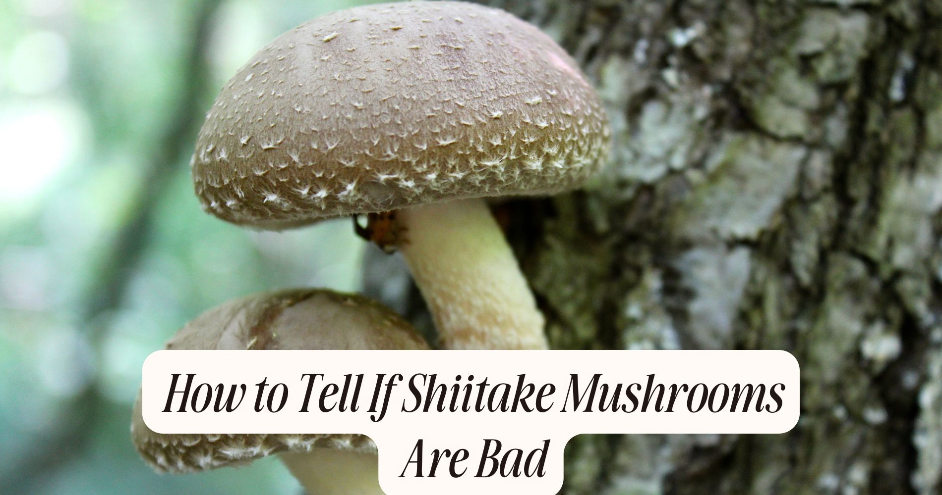how to tell if shiitake mushrooms are bad