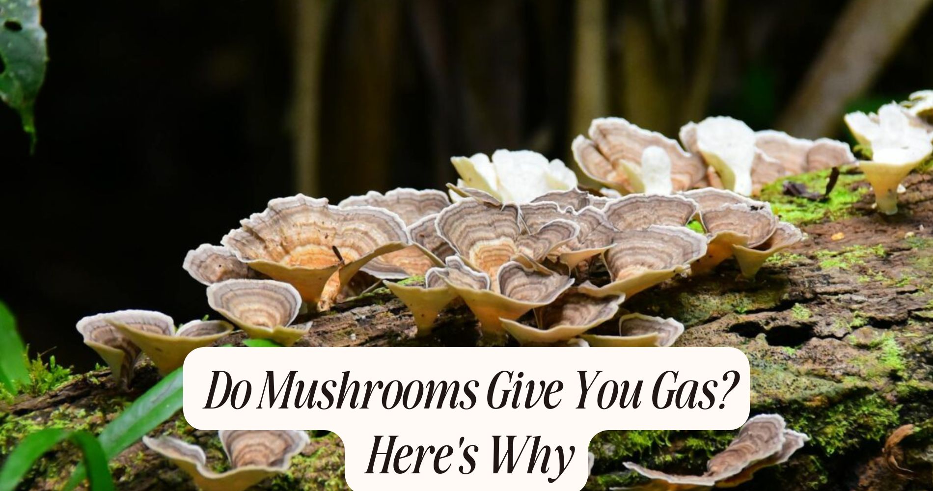 do mushrooms give you gas