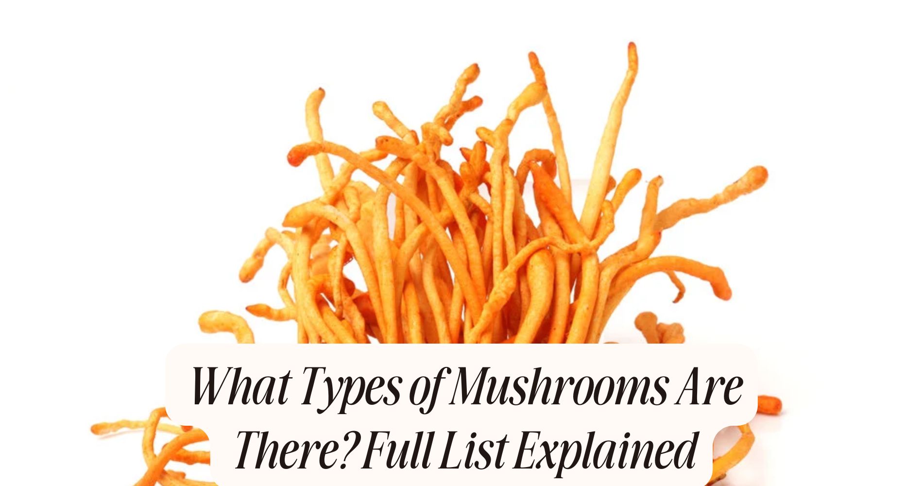 what types of mushrooms are there