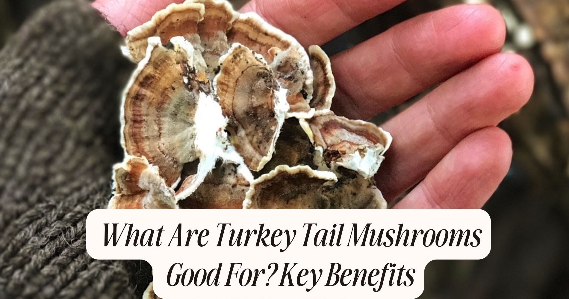 what are turkey tail mushrooms good for