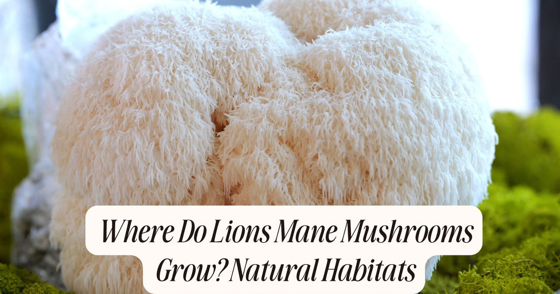 where do lions mane mushrooms grow