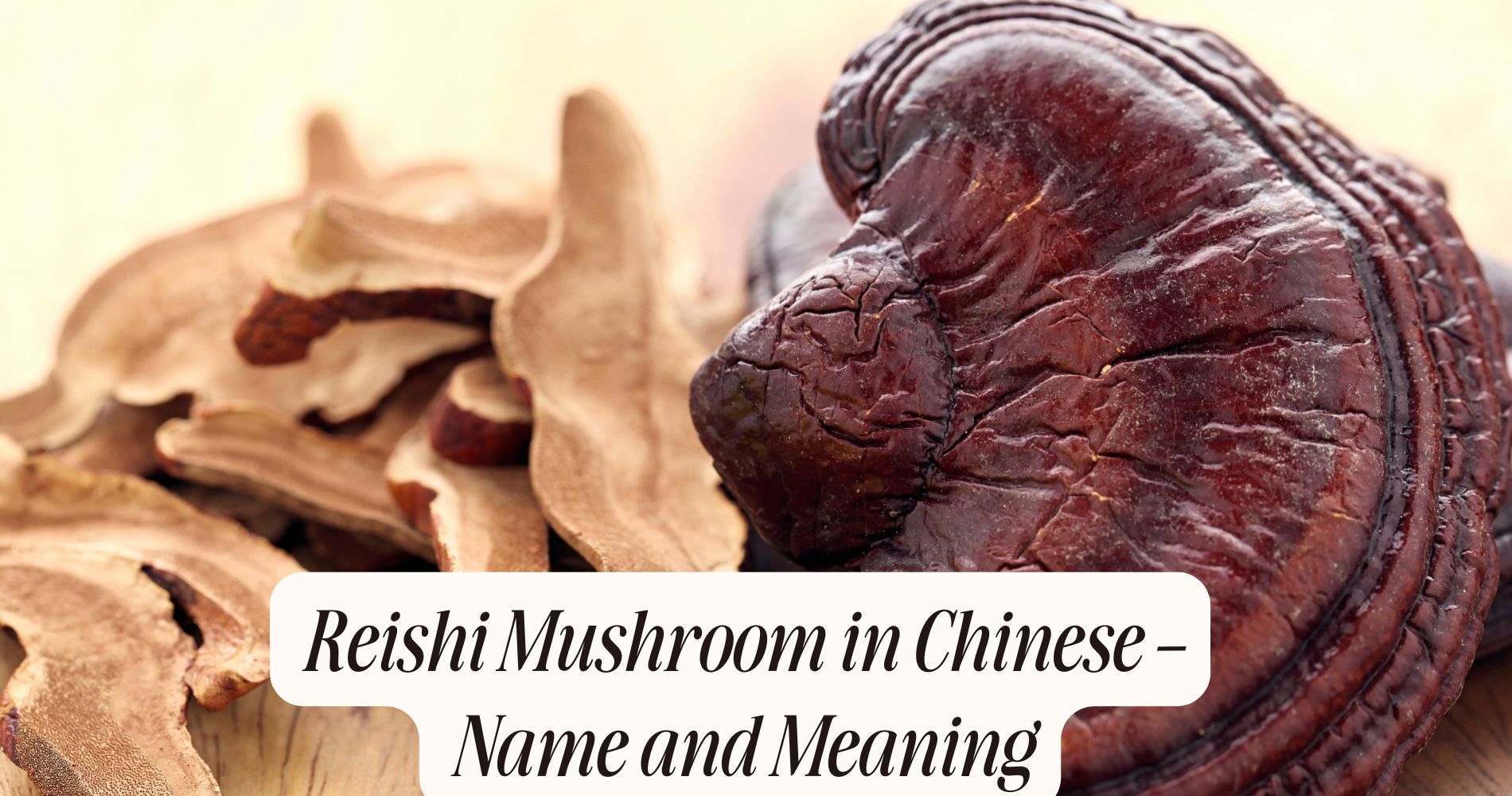 reishi mushroom in chinese