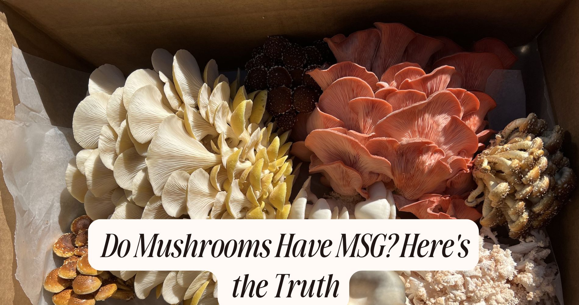 mushrooms have msg