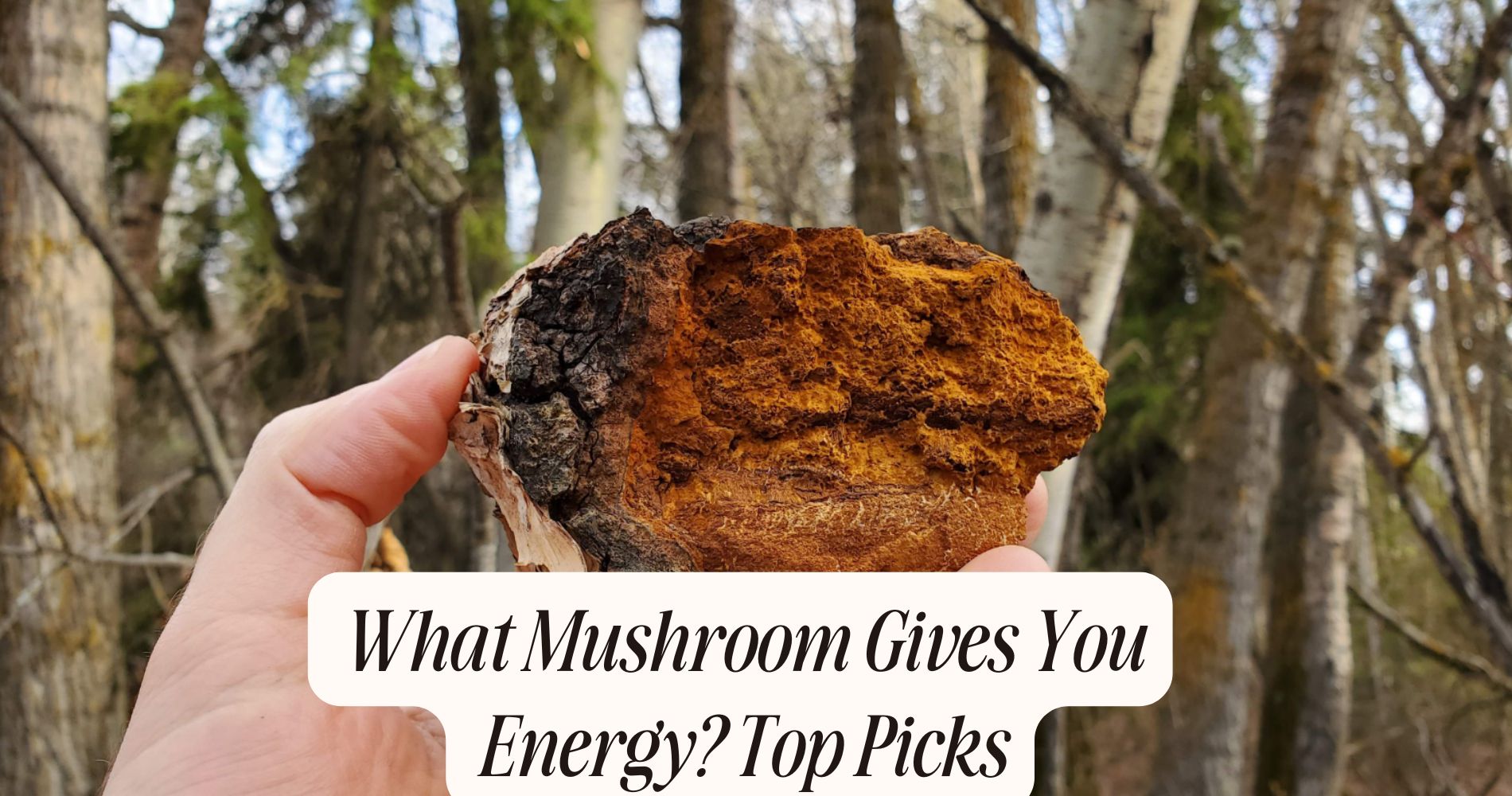 what mushroom gives you energy