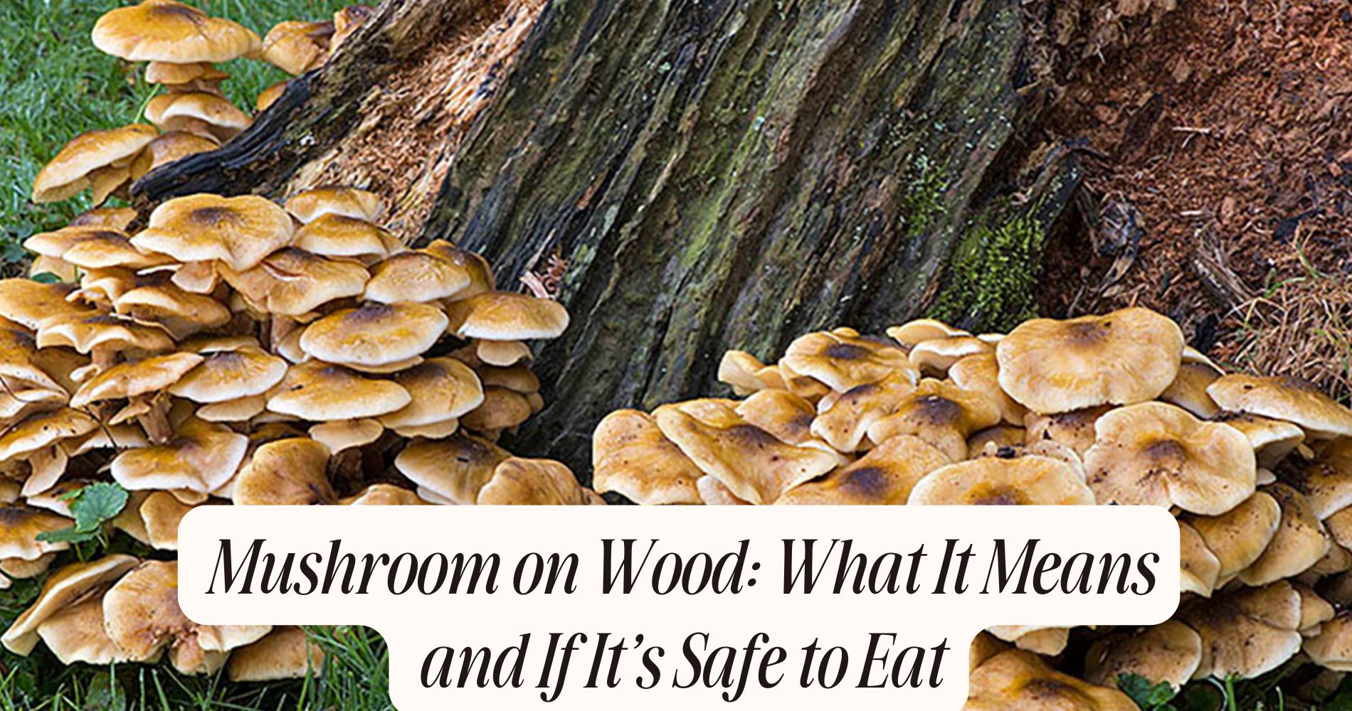 mushroom on wood