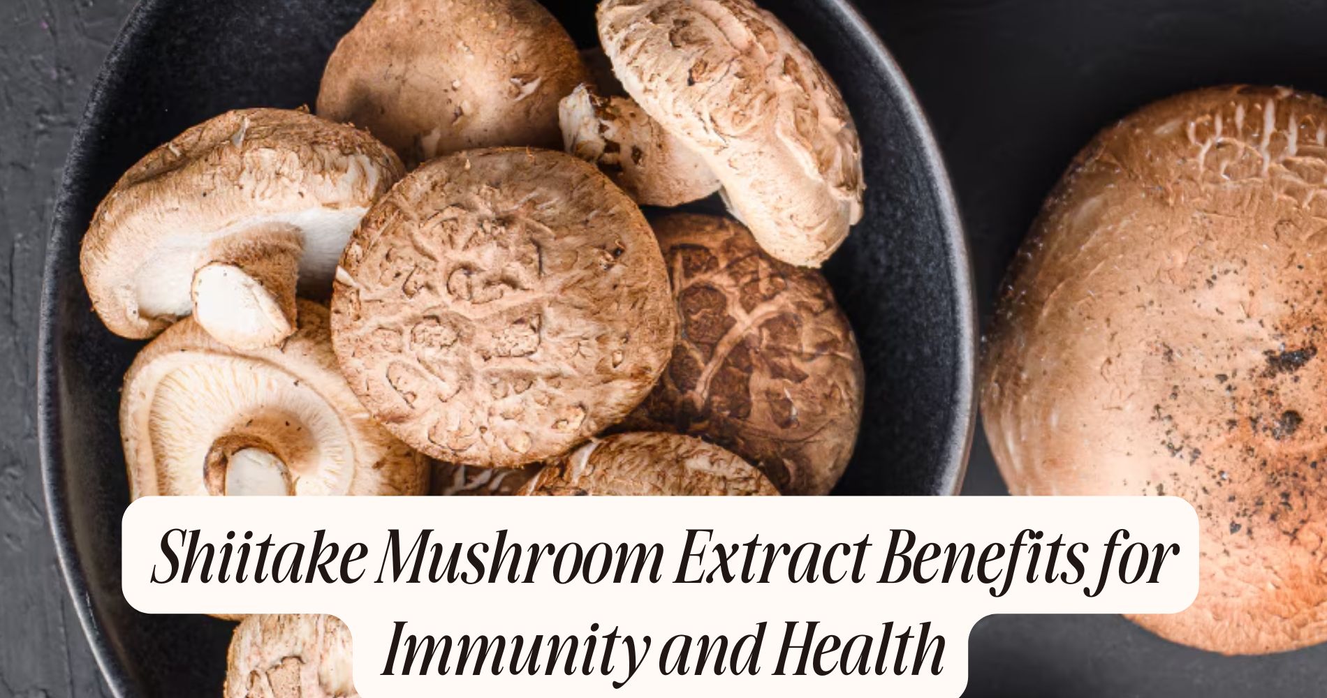 shiitake mushroom extract benefits