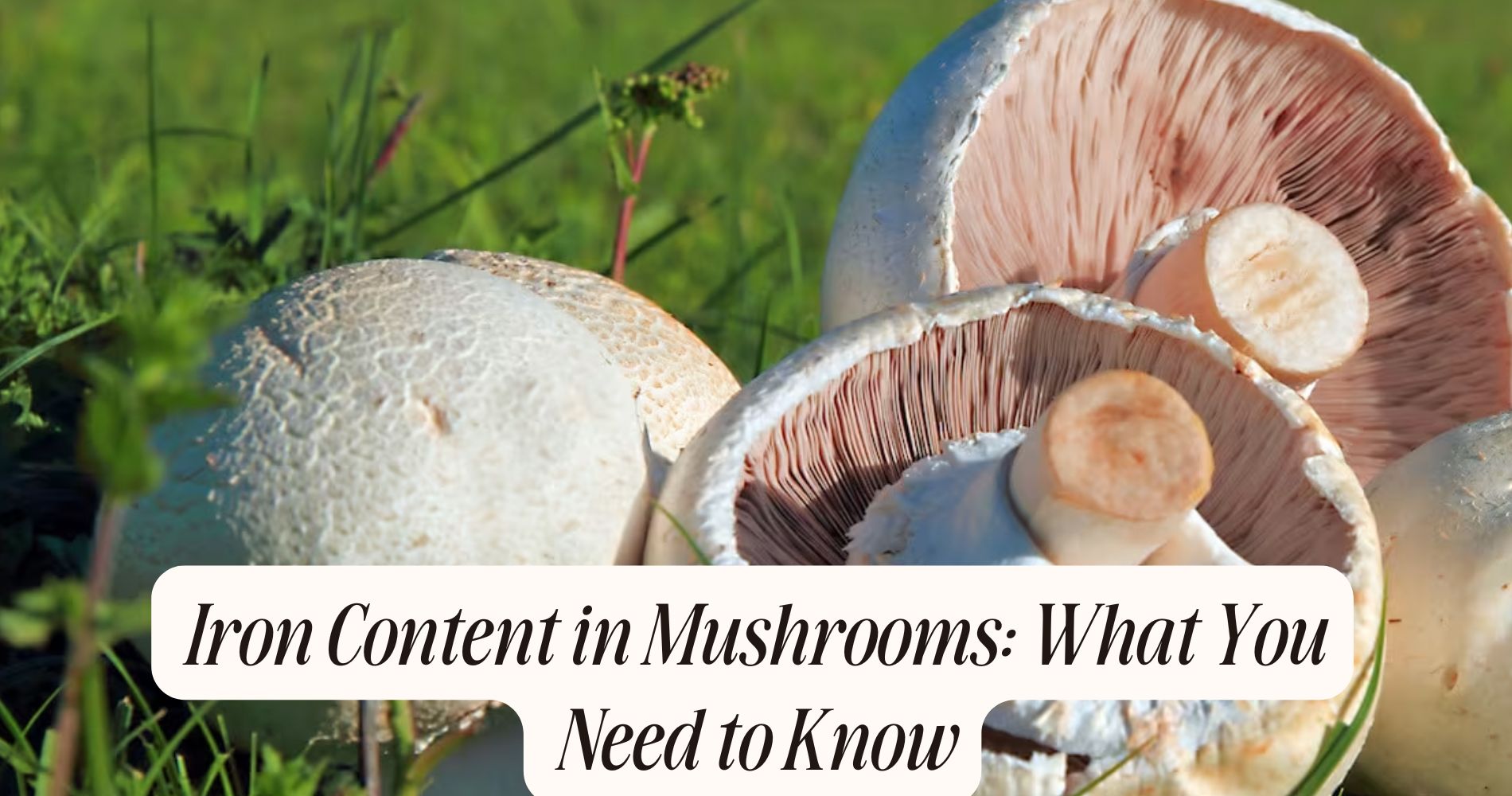 iron content in mushrooms