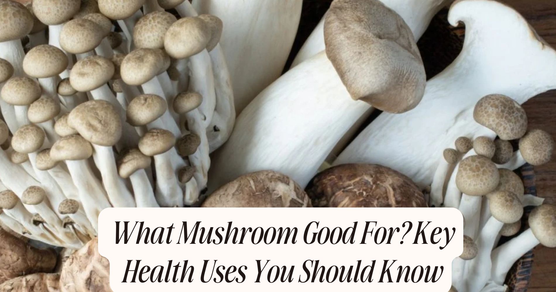 what mushroom good for