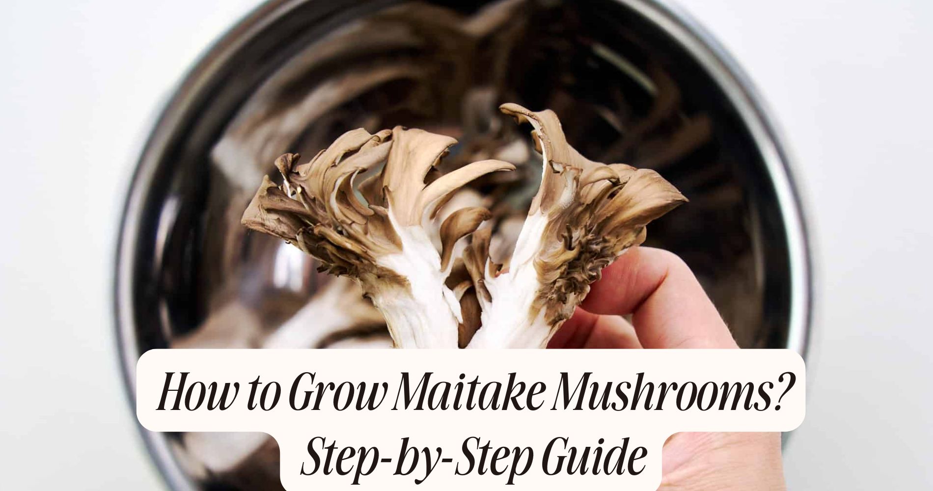 how to grow maitake mushrooms