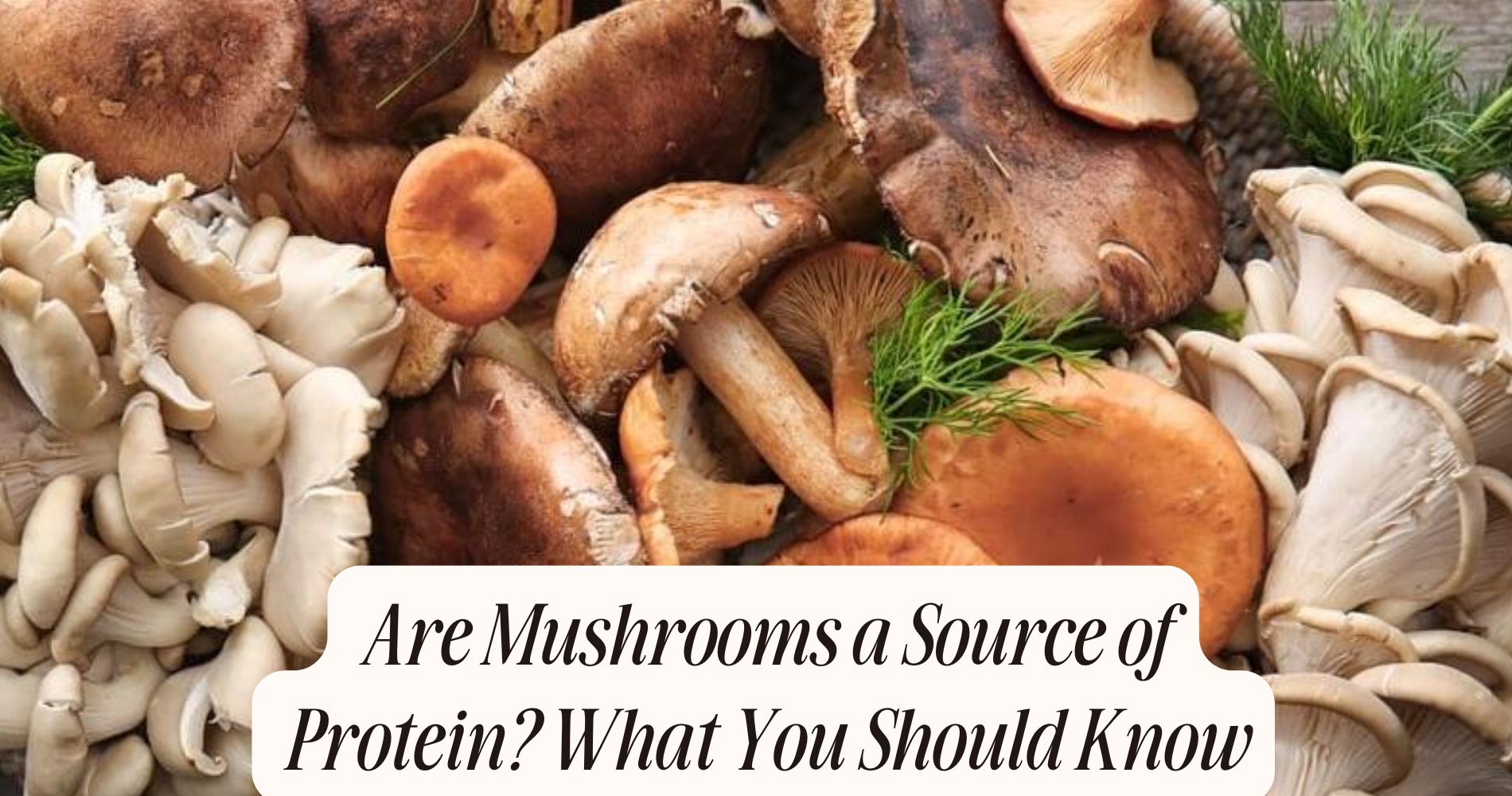 are mushrooms a source of protein