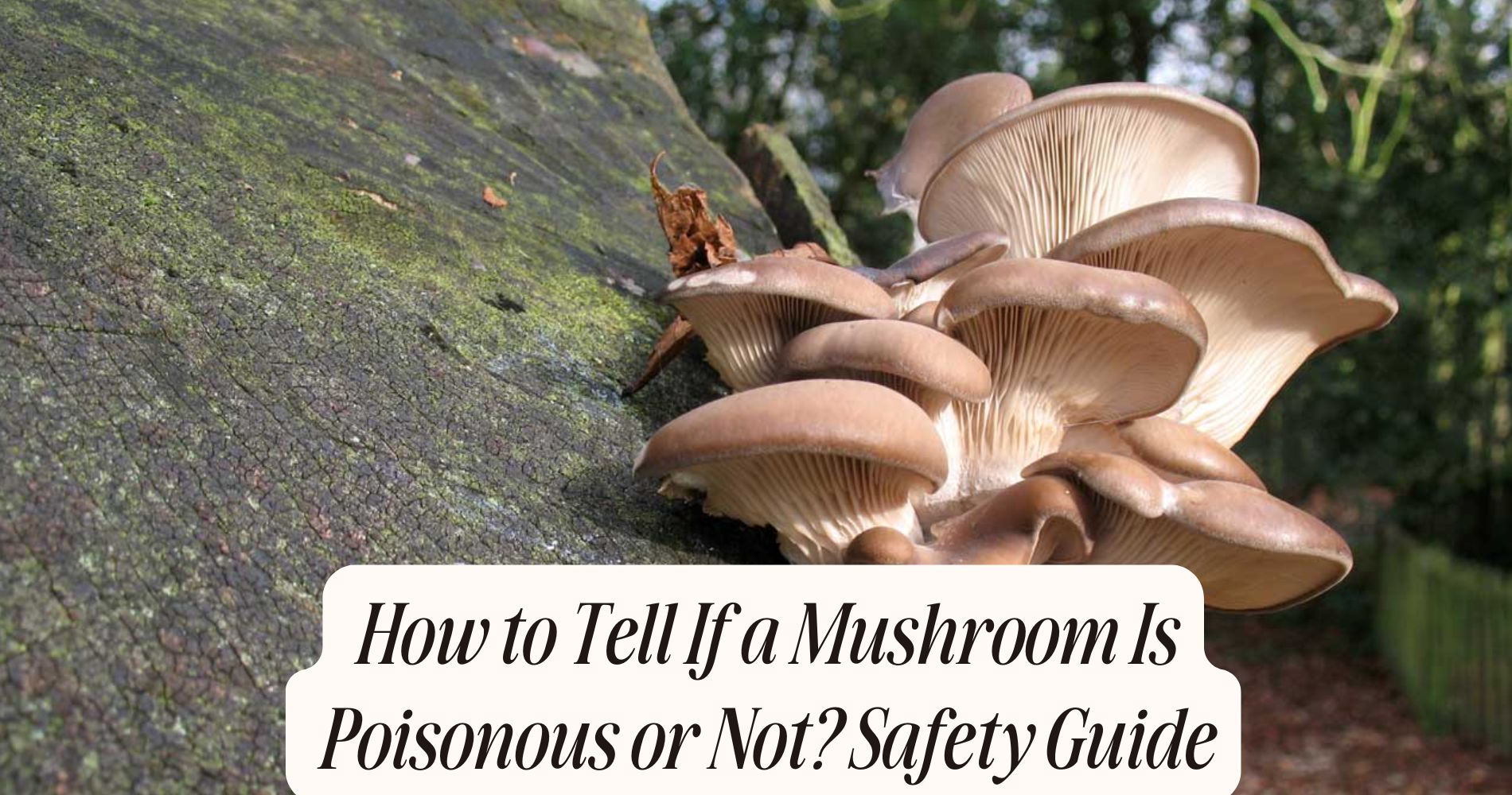 how to tell if a mushroom is poisonous or not