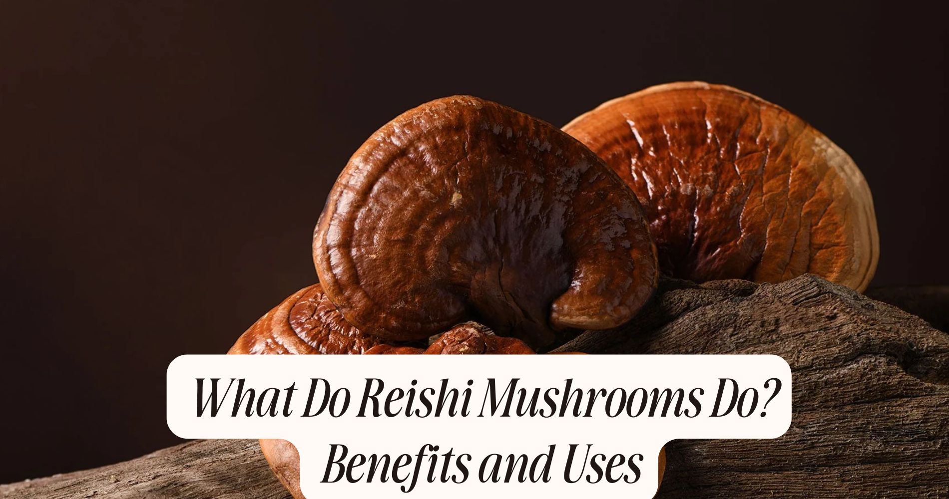 what do reishi mushrooms do