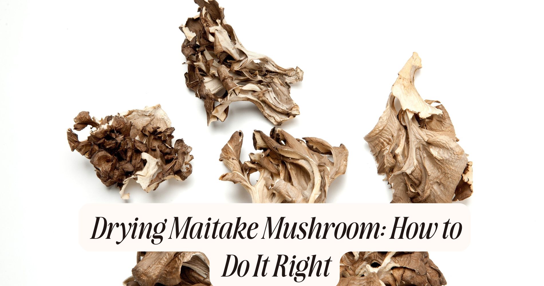 drying maitake mushroom