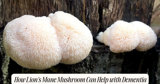 lion's mane mushroom for dementia