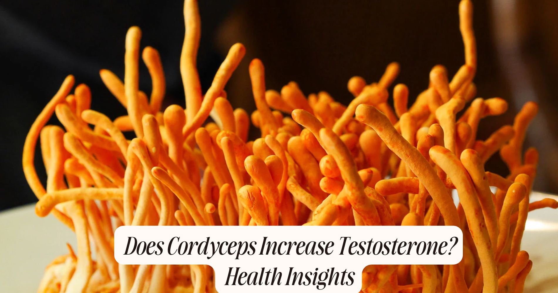 does cordyceps increase testosterone