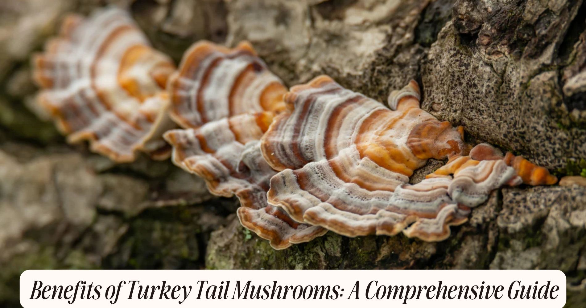 what are the benefits of turkey tail mushrooms