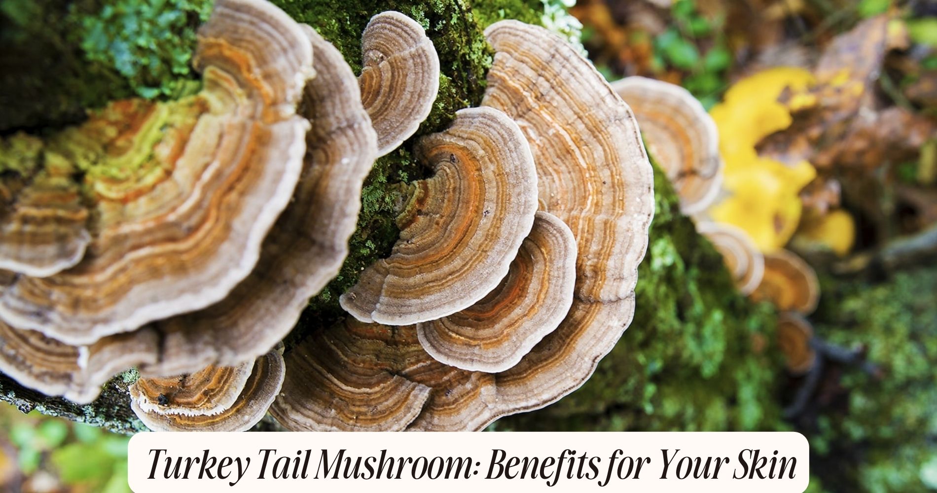 turkey tail mushroom benefits for skin