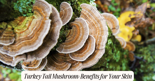 turkey tail mushroom benefits for skin