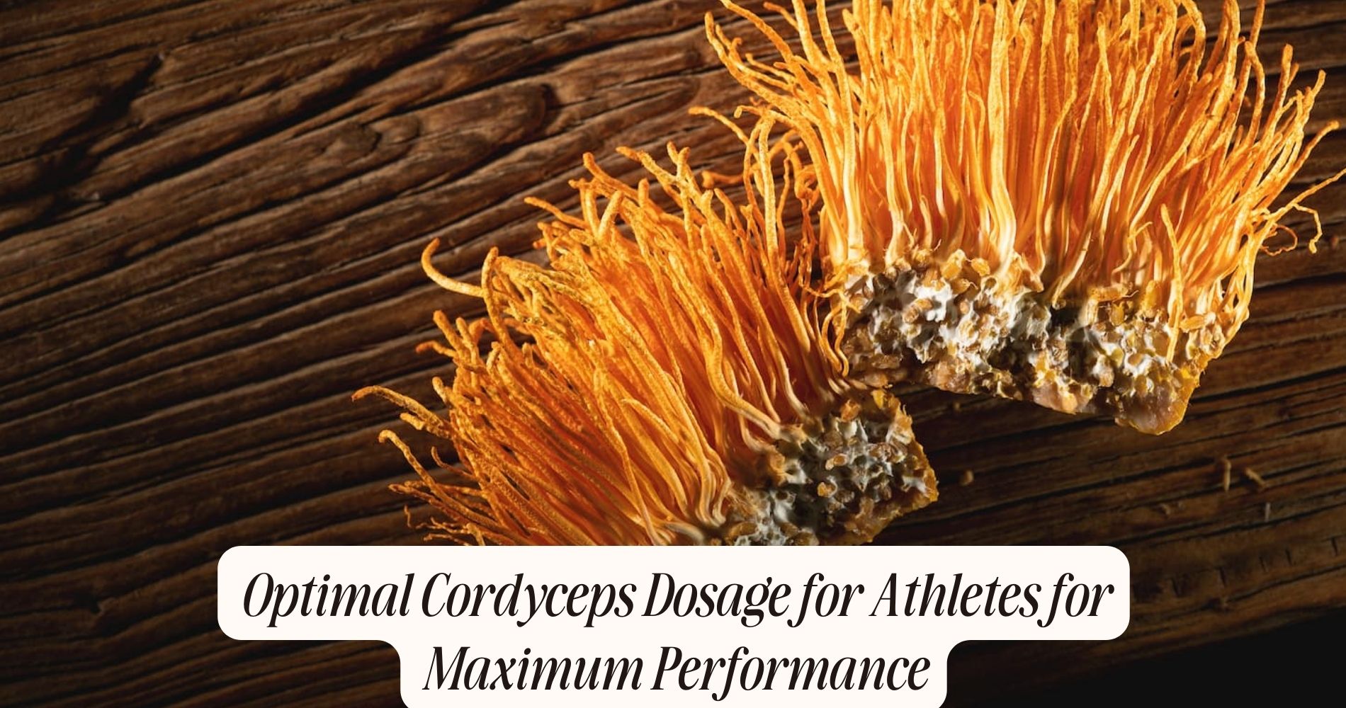 cordyceps dosage for athletes