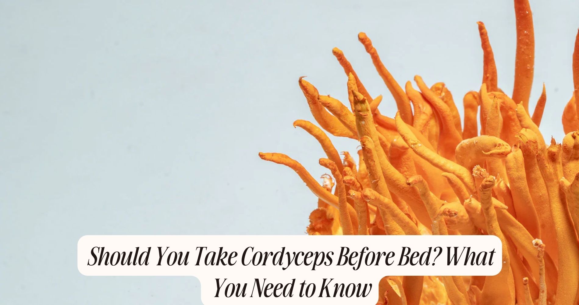 cordyceps before bed