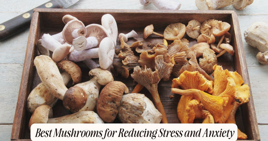 mushrooms for stress and anxiety