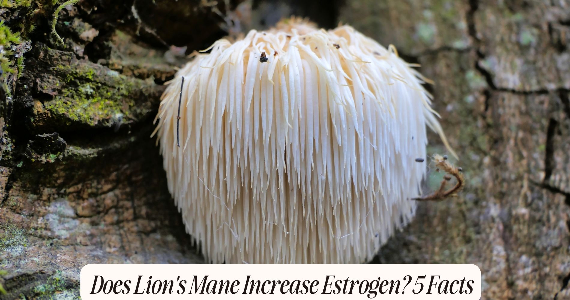 does lion's mane increase estrogen